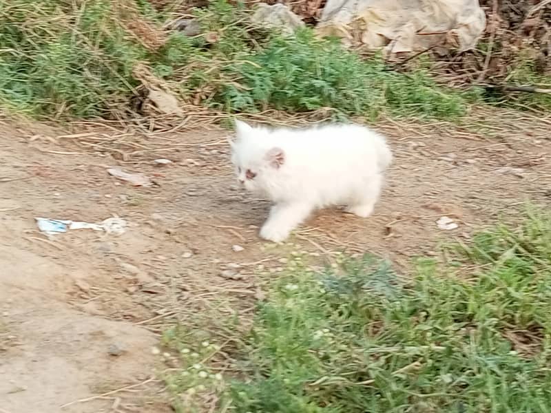 Two Persion Female cat Triple coated long hair 5