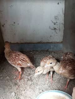 pure Irani dakani teeter female for sale