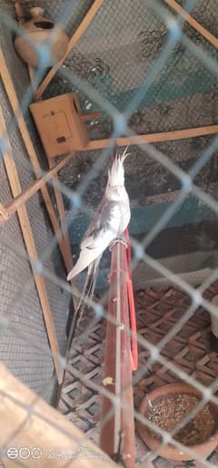 breeder Cockatiel pair for sale 0