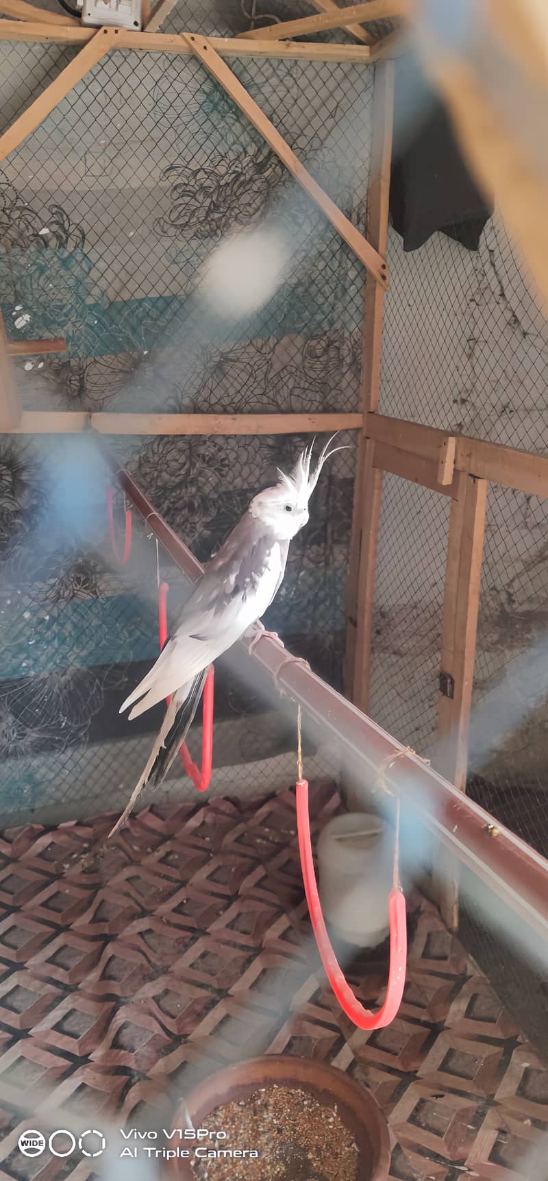 breeder Cockatiel pair for sale 1