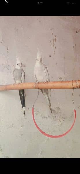 breeder Cockatiel pair for sale 3