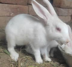 Rabbits for sale