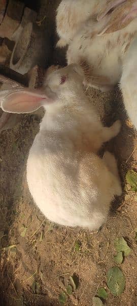 Rabbits for sale 1