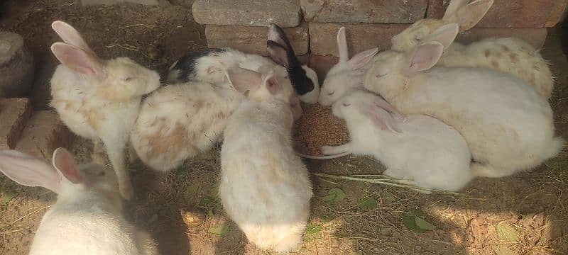 Rabbits for sale 2