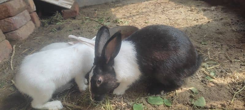 Rabbits for sale 3