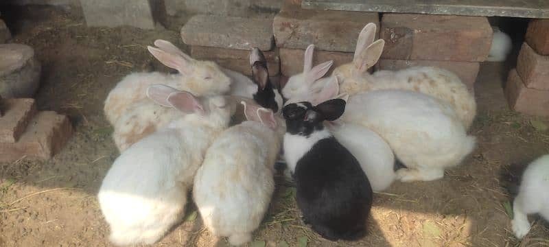 Rabbits for sale 4