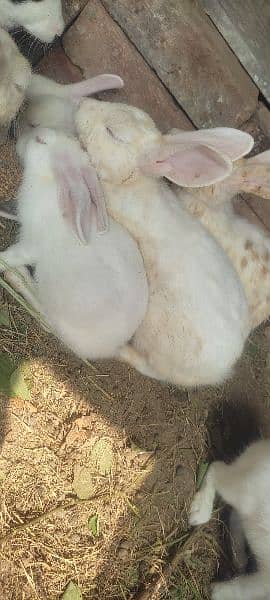 Rabbits for sale 5