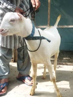 Male goat (buck) for sale