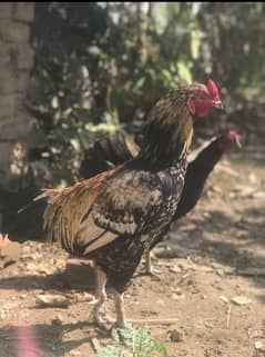 Aseel cock for sale