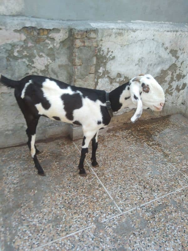 Ablak bakri 1