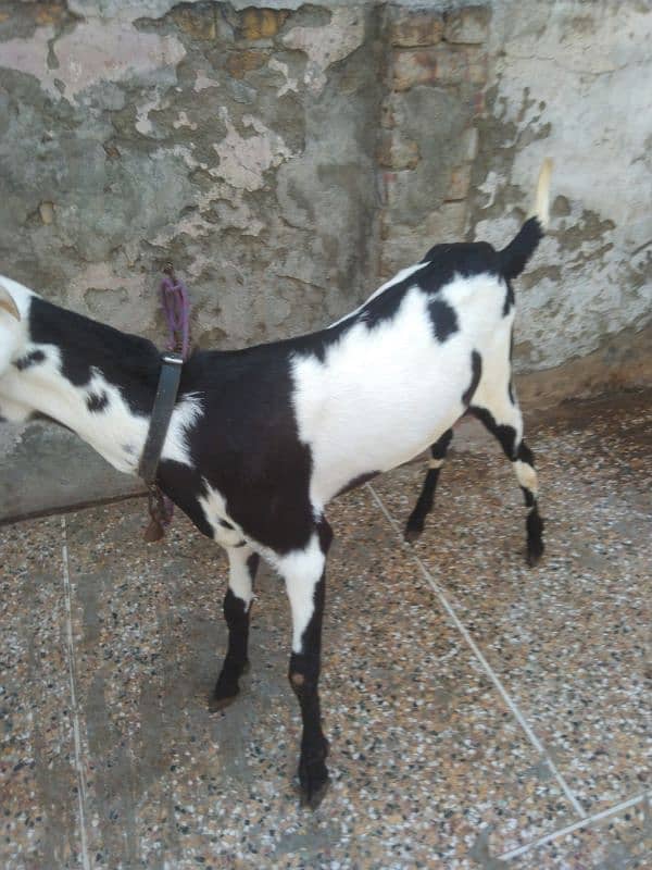 Ablak bakri 3