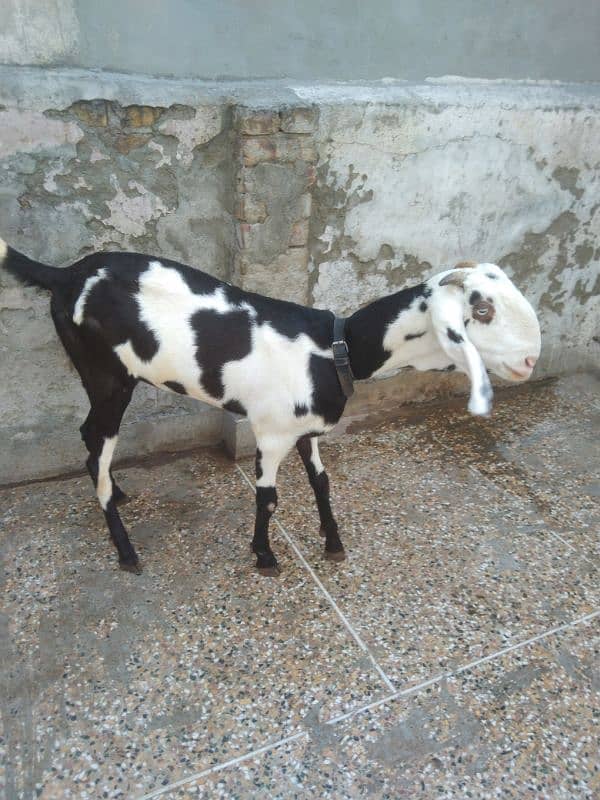 Ablak bakri 4