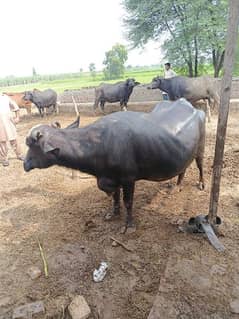 Buffalo urgent sale 0