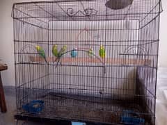 sale 6 birds for male & cage