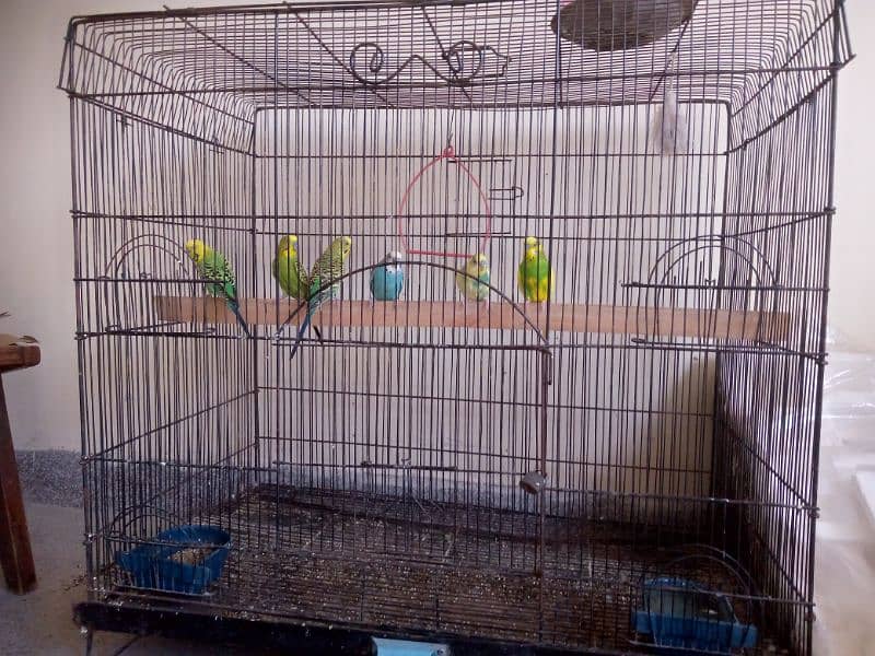 sale 6 birds for male & cage 0