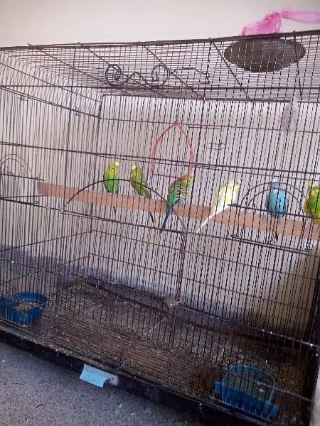 sale 6 birds for male & cage 1