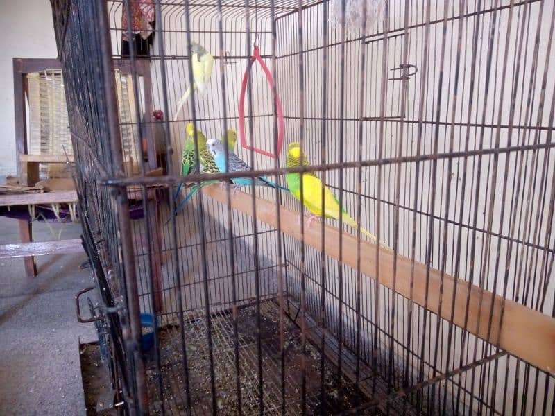 sale 6 birds for male & cage 2