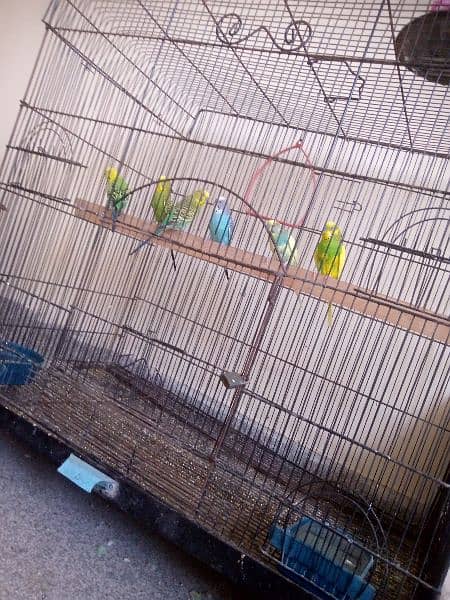 sale 6 birds for male & cage 3