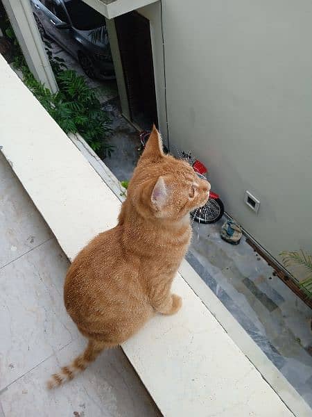 6 month old male ginger kitten 2