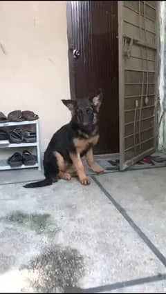 orignal jerman shepherd breed 0