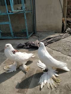 pouter pair for sale white female imported