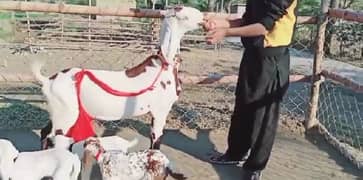 Desi Bakri Our 3 Bacchon Ke Sath Urgent For Sale Call "*03257844814