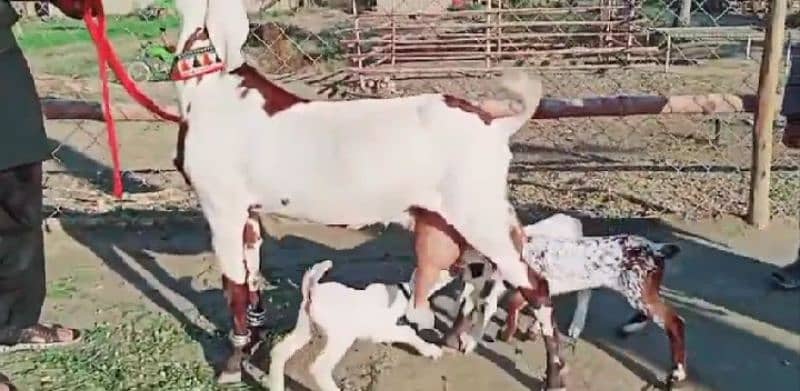 Desi Bakri Our 3 Bacchon Ke Sath Urgent For Sale Call "*03257844814 2