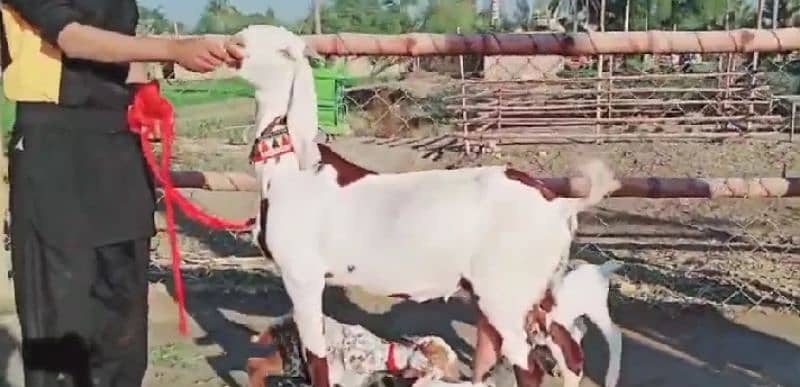 Desi Bakri Our 3 Bacchon Ke Sath Urgent For Sale Call "*03257844814 3