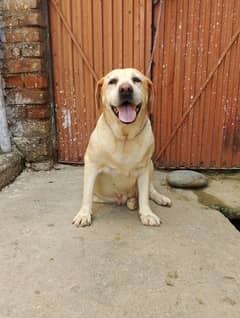 Labrador female available for sale