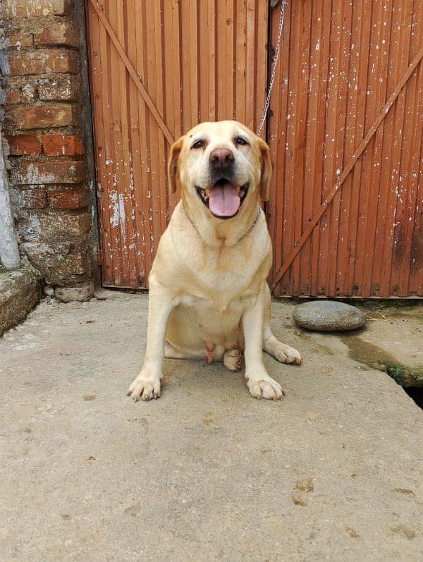 Labrador female available for sale 0