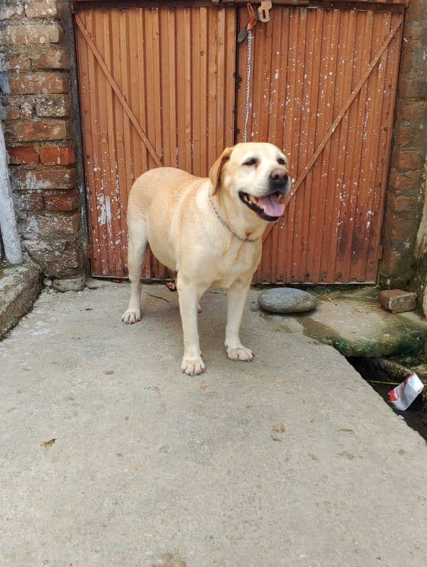 Labrador female available for sale 1