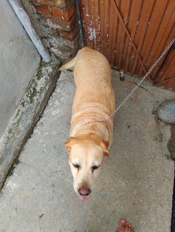 Labrador female available for sale 2