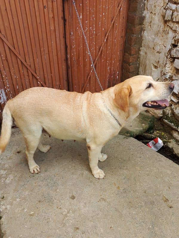 Labrador female available for sale 3