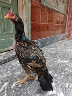 for sale high quality sawa patha or khjori morge  pure blood line