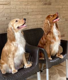 English cocker spaniels puppies