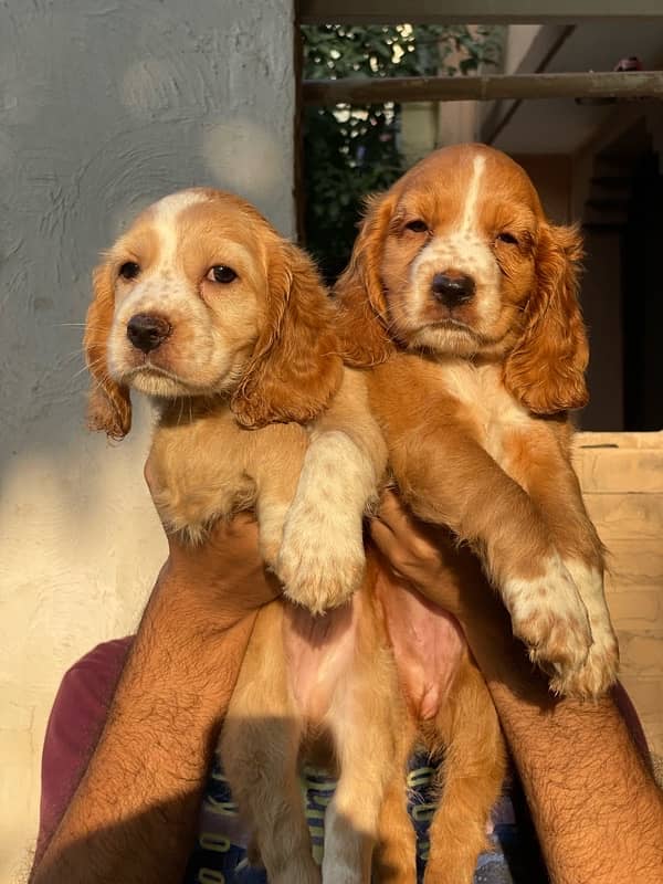 "English Cocker Spaniel Puppy for Sale | Active & Friendly | Vaccinate 1