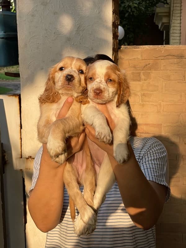 "English Cocker Spaniel Puppy for Sale | Active & Friendly | Vaccinate 2