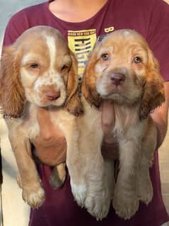 English Cocker Spaniel puppies