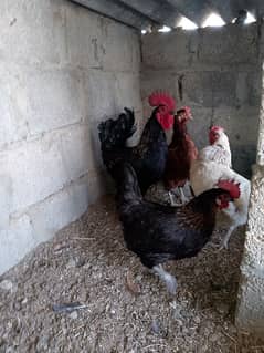 good piar and egg laying hens 0