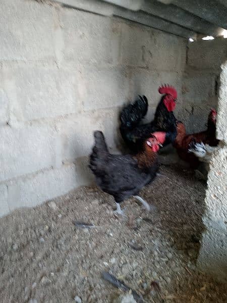 good piar and egg laying hens 1