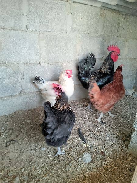 good piar and egg laying hens 2