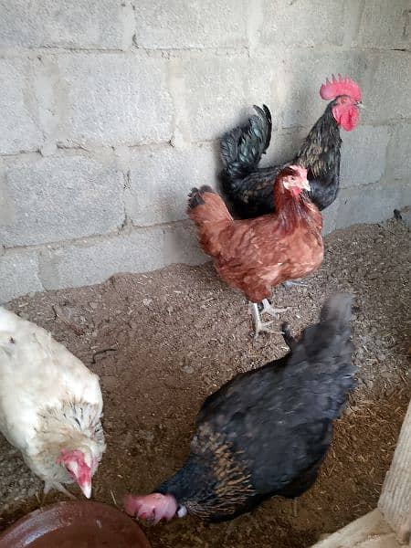 good piar and egg laying hens 3