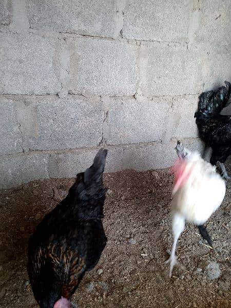 good piar and egg laying hens 4