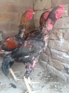 Thai , bermi breed for sale