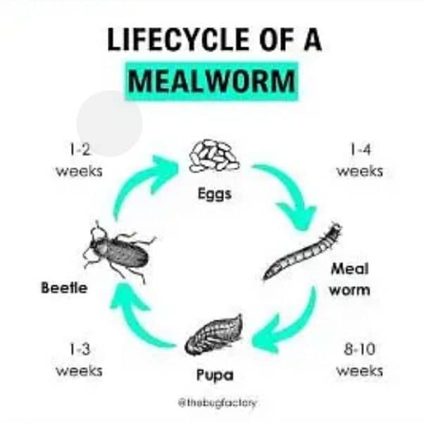 Organic mealworms USA Breed available for birds, fishing, farming etc. 1