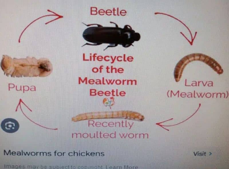 Organic mealworms USA Breed available for birds, fishing, farming etc. 2