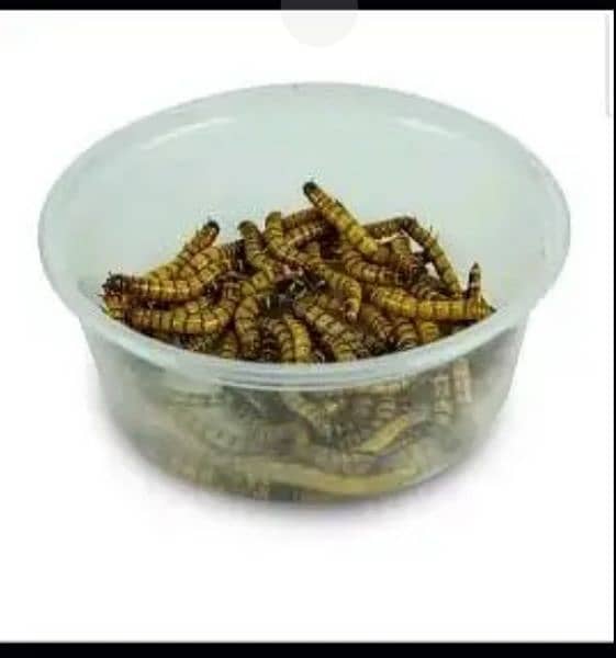 Organic mealworms USA Breed available for birds, fishing, farming etc. 4