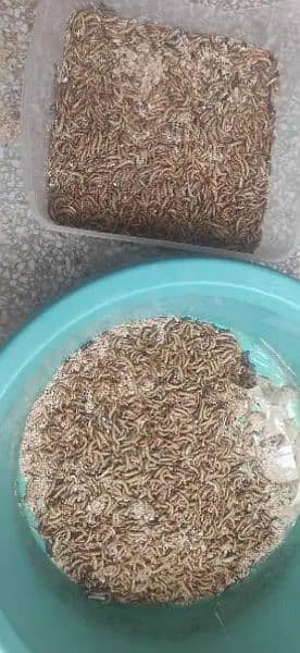 Organic mealworms USA Breed available for birds, fishing, farming etc. 5