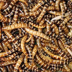 Organic mealworms USA Breed available for birds, fishing, farming etc.