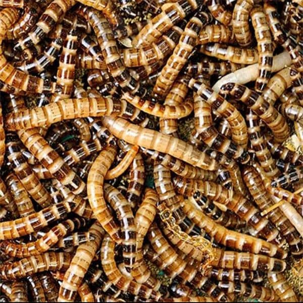 Organic mealworms USA Breed available for birds, fishing, farming etc. 6